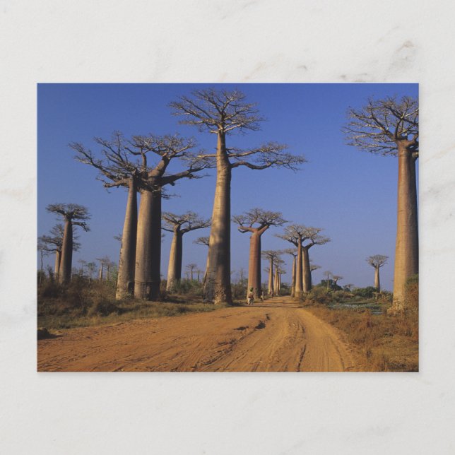 Postal África, Madagascar, Morondava, Avenida Baobab. (Anverso)