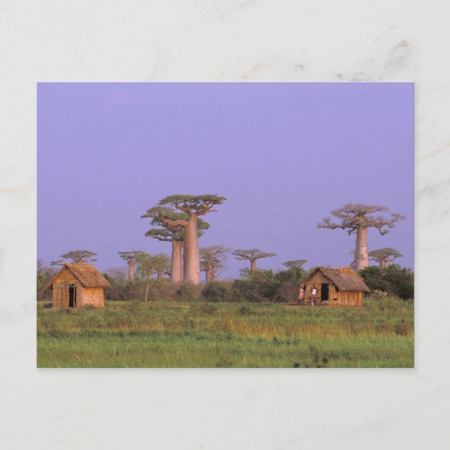 Postal África, Madagascar, Morondava. Baobabs (Anverso)