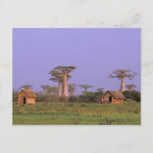 Postal África, Madagascar, Morondava. Baobabs