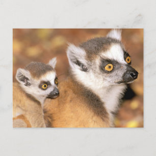Postal África, Madagascar, reserva privada de Berenty
