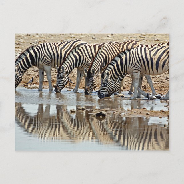 Postal África, Namibia, Etosha NP. Cebra de Burchell (Anverso)