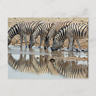 Postal África, Namibia, Etosha NP. La cebra de Burchell