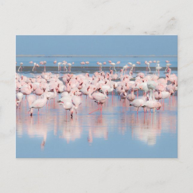Postal África, Namibia, Walvis Bay (Anverso)