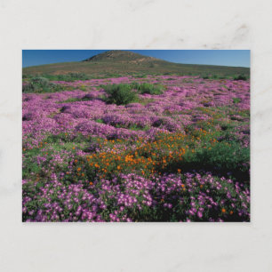 Postal África, Sudáfrica, Namaqualandia, Naranja y