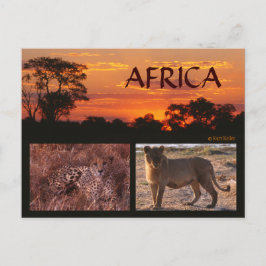 Postal Africa Sunset y Big Cats Postcard