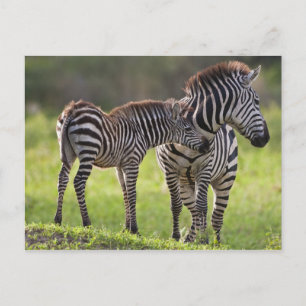 Postal África. Tanzania. Cebra común madre y cría