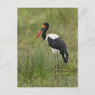 Postal África. Tanzania. Cigüeña Silla de Silla macho