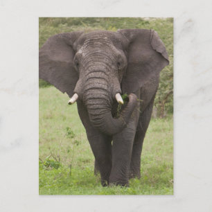 Postal África Tanzania Elefante en el cráter de Ngorongor