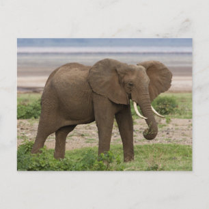 Postal África. Tanzania. Elefante en el Parque Nacional d