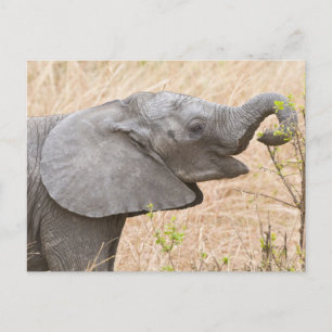 Postal África. Tanzania. Elefante joven en Tarangire