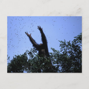 Postal África, Tanzania, Glitter alcanza volando