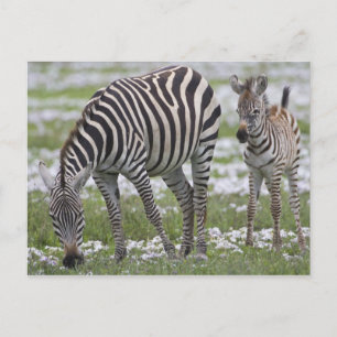 Postal África. Tanzania. Madre y cría de cebra