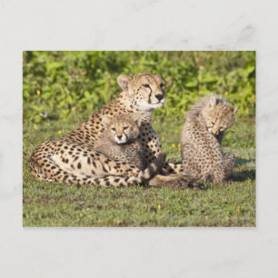 Postal África. Tanzania. Madre y crías de guepardo 2