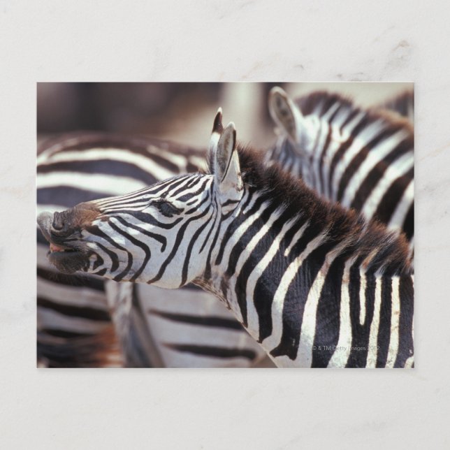 Postal África,Tanzania,manada de cebras (Anverso)