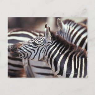 Postal África,Tanzania,manada de cebras