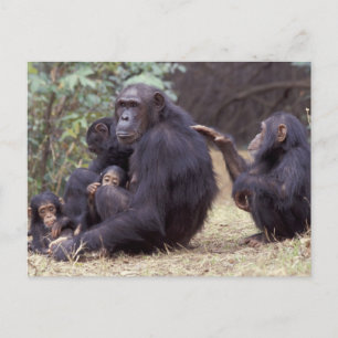 Postal África, Tanzania, mujer infantil Gombe NP