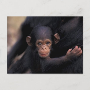 Postal África, Tanzania, Parque Nacional Gombe