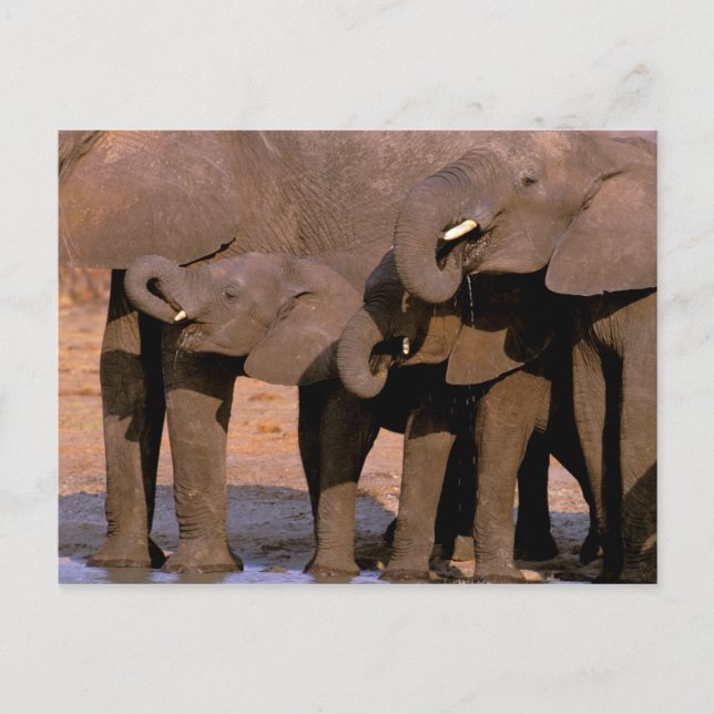 Postal África, Tanzania, Parque Nacional Tarangire. (Anverso)