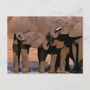 Postal África, Tanzania, Parque Nacional Tarangire.