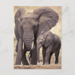 Postal África, Tanzania, Parque Nacional Tarangire. 2