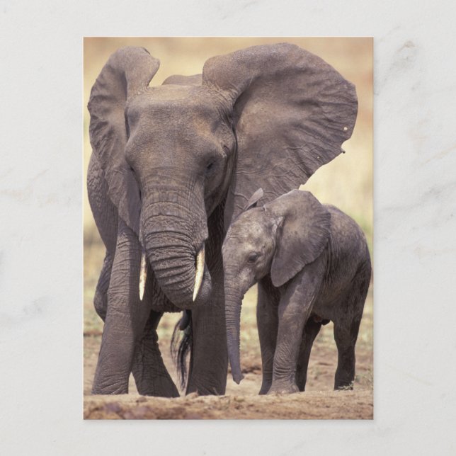 Postal África, Tanzania, Parque Nacional Tarangire. 2 (Anverso)