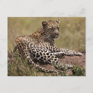 Postal África, Tanzania, Serengeti. Leopardo
