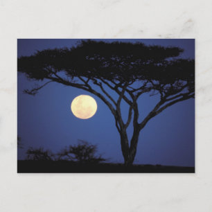 Postal África, Tanzania, Tarangire. Árbol de acacia en