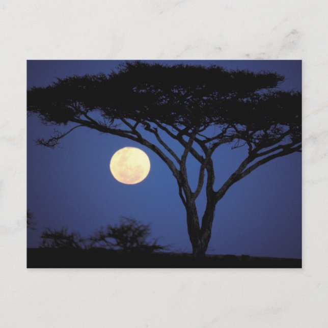 Postal África, Tanzania, Tarangire. Árbol de acacia en (Anverso)