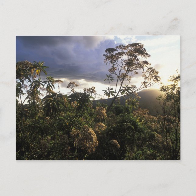 Postal África, Tanzania, zona de conservación del Ngorong (Anverso)