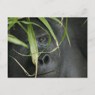 Postal África, Uganda, Bwindi