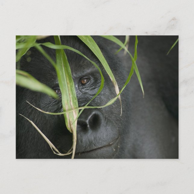 Postal África, Uganda, Bwindi (Anverso)