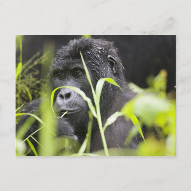 Postal África Uganda, Bwindi (Anverso)