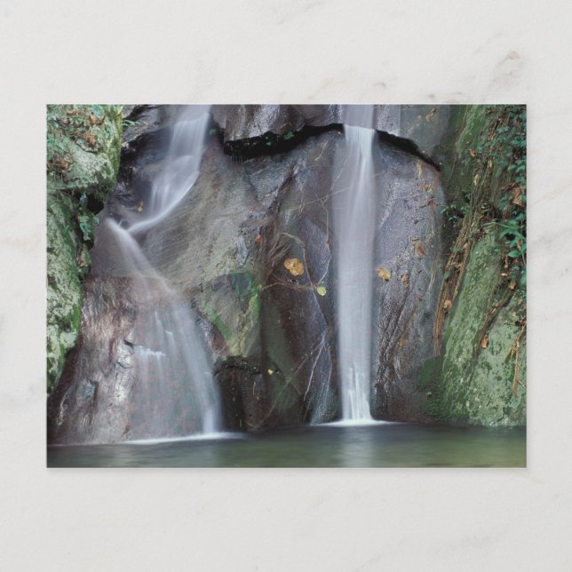 Postal África, Uganda, selva impenetrable de Bwindi, (Anverso)