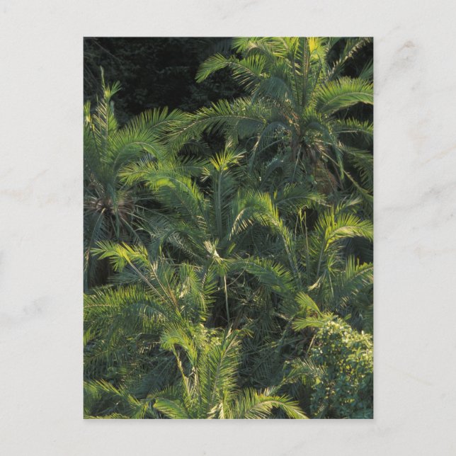 Postal África, Zambia, Parque Nacional Mosi-Oa-Tunya, (Anverso)