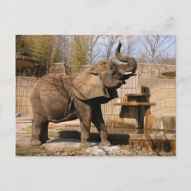 Postal African_Elephant_001 (Anverso)