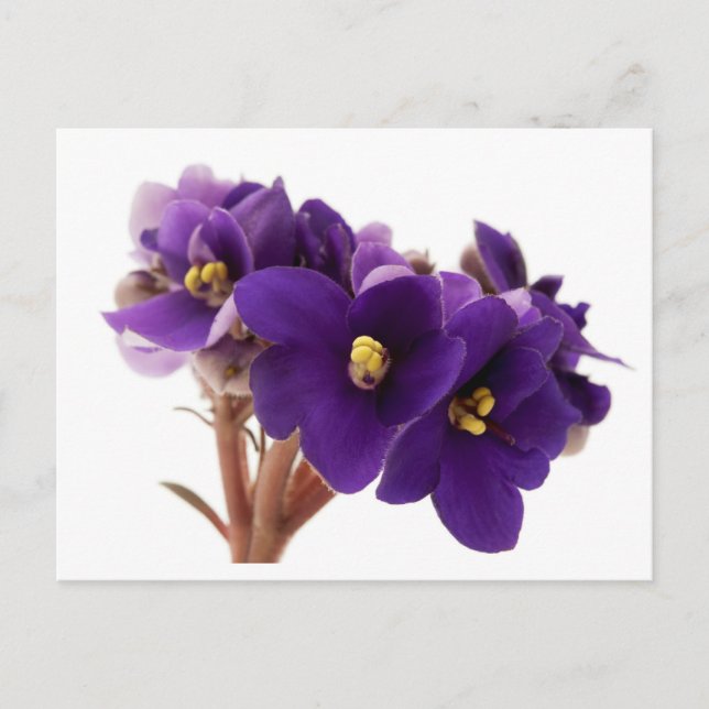 Postal African violet (Anverso)