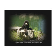 Postal africana sobre vida salvaje de Safari Ohio