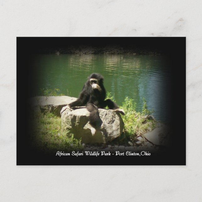 Postal africana sobre vida salvaje de Safari Ohio (Anverso)