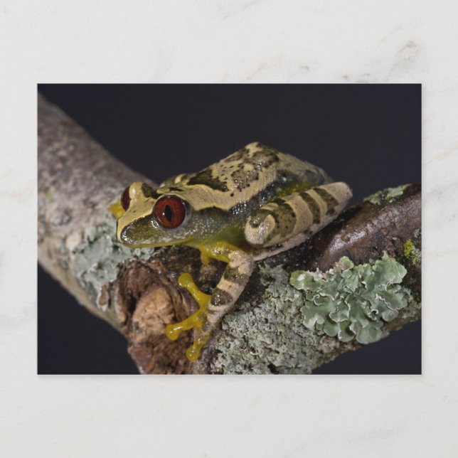 Postal Africano Red Eye Treefrog, Leptopelis (Anverso)