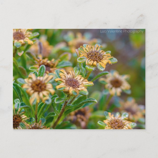 Postal AfterBloom (Anverso)