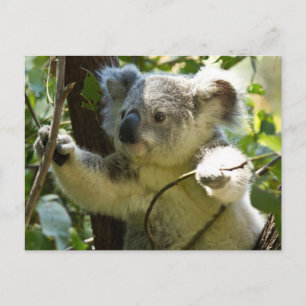 Postal Afuera de Aussi, la naturaleza del oso de Koala