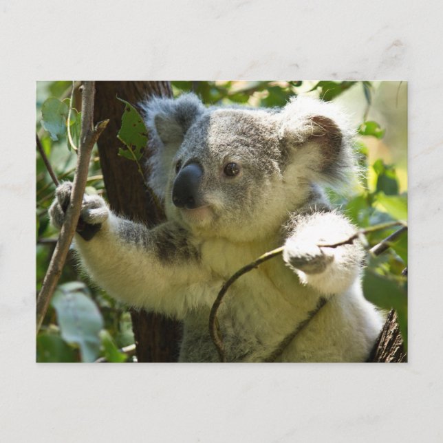 Postal Afuera de Aussi, la naturaleza del oso de Koala (Anverso)