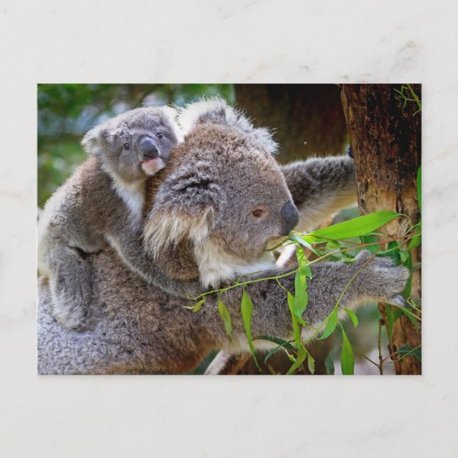 Postal Afuera de Aussi, la naturaleza del oso de Koala (Anverso)