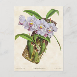 Postal Aganisia blanca Orquídea Vintage Botánico