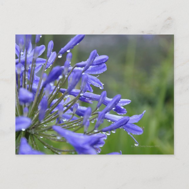 Postal Agapanthus praecox, comúnmente conocido como (Anverso)