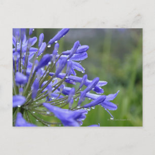 Postal Agapanthus praecox, comúnmente conocido como