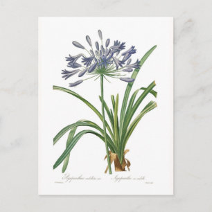 Postal Agapanthus umbellatus
