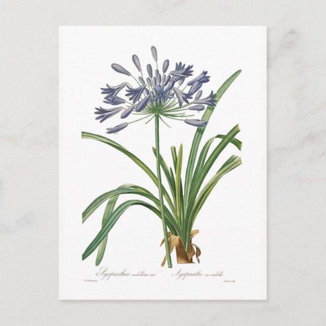 Postal Agapanthus umbellatus (Anverso)