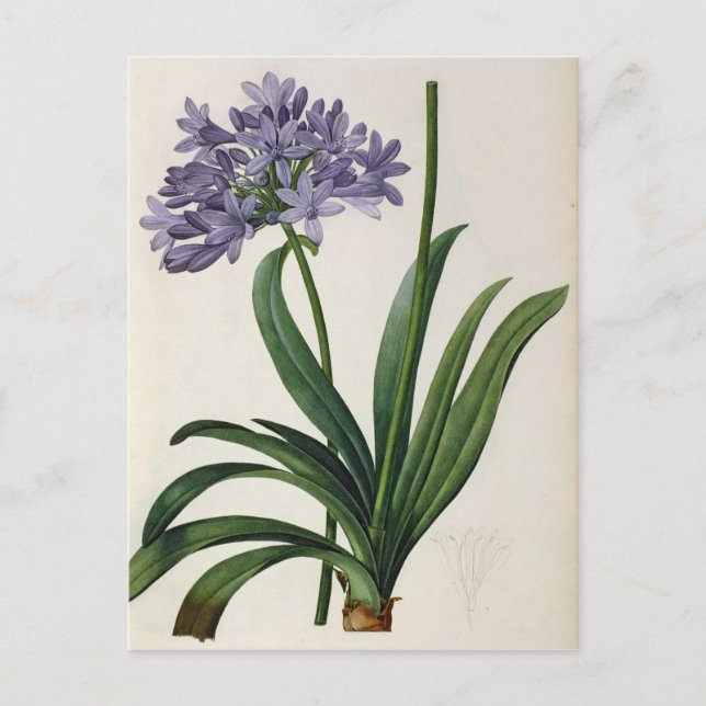 Postal Agapanthus umbrellatus (Anverso)