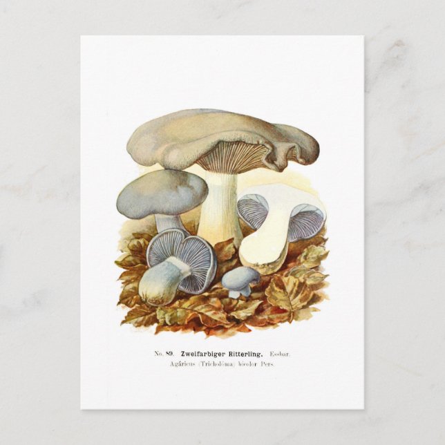 Postal Agaricus bicolor (Anverso)